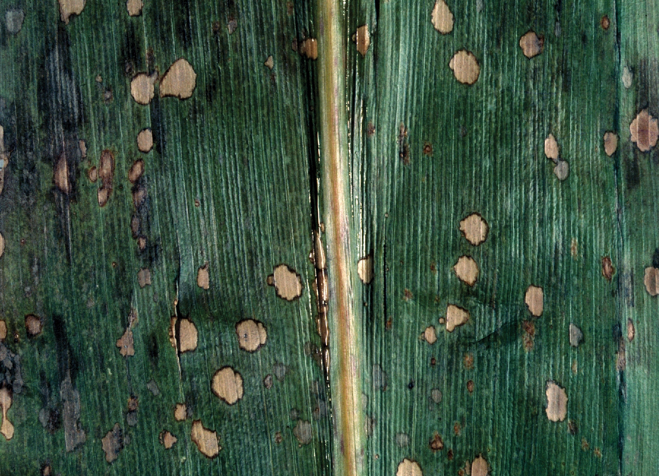 Представитель Семейства Phaeosphaeriaceae